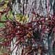ia02i_natur03