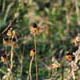 ia02i_natur04