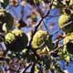 ia02i_osageorange
